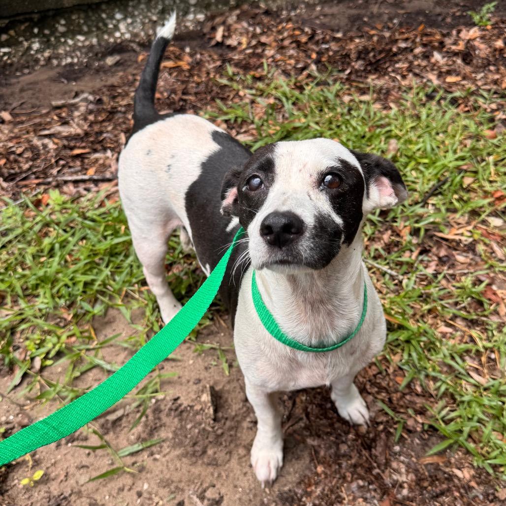 lucy, a Adoptable Mixed Breed in Lake Panasoffkee, FL image 2/3