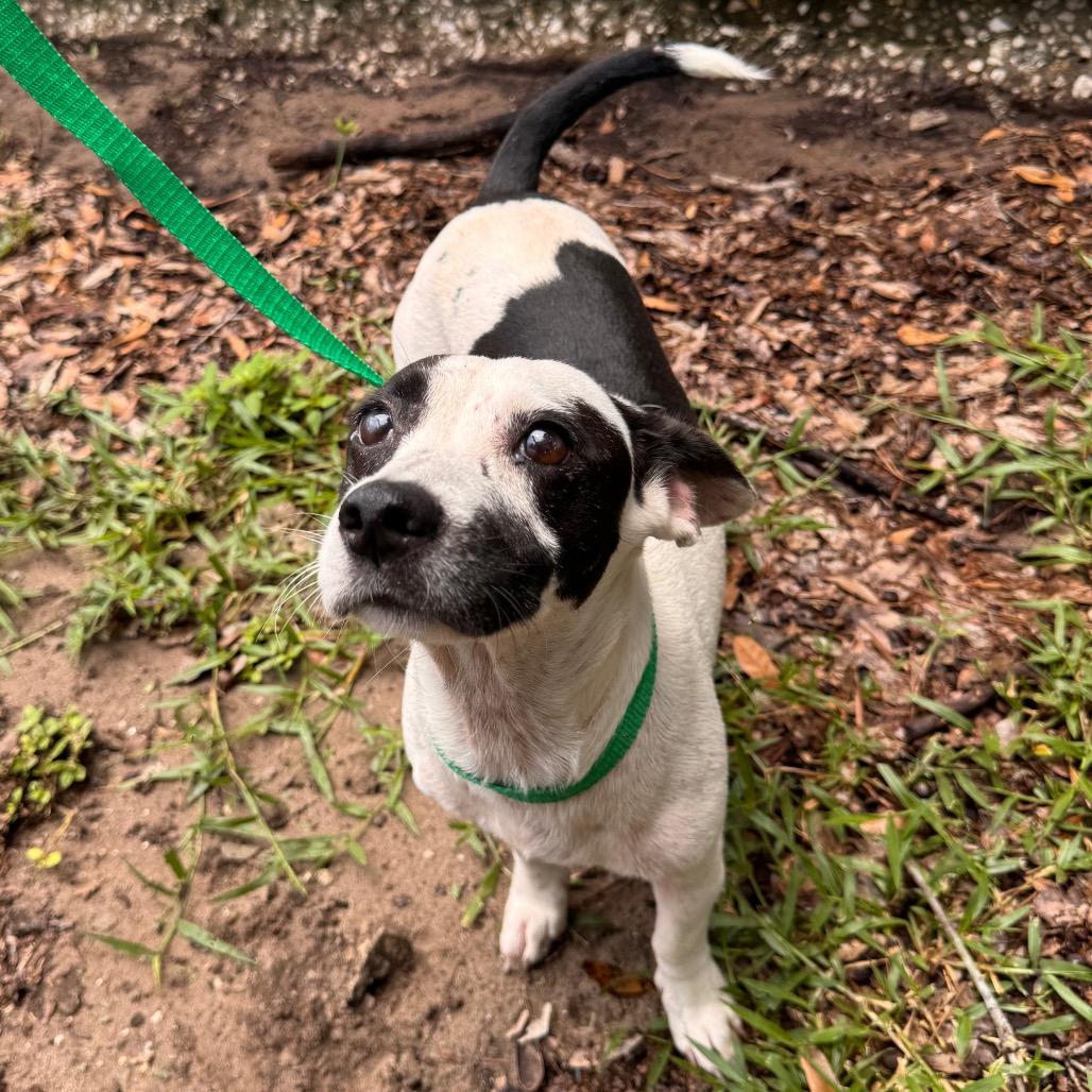 lucy, a Adoptable Mixed Breed in Lake Panasoffkee, FL image 3/3