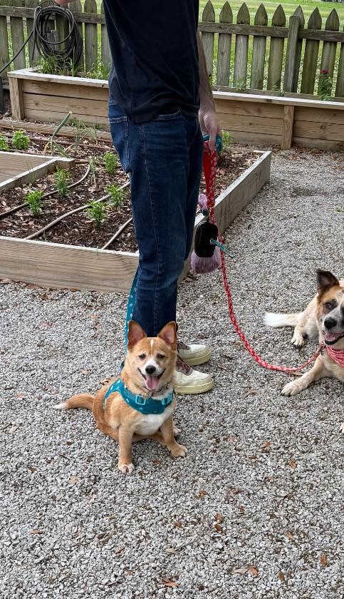 Enlarge Chubbs, a Adoptable mixed breed in Baton Rouge, LA image 5/6