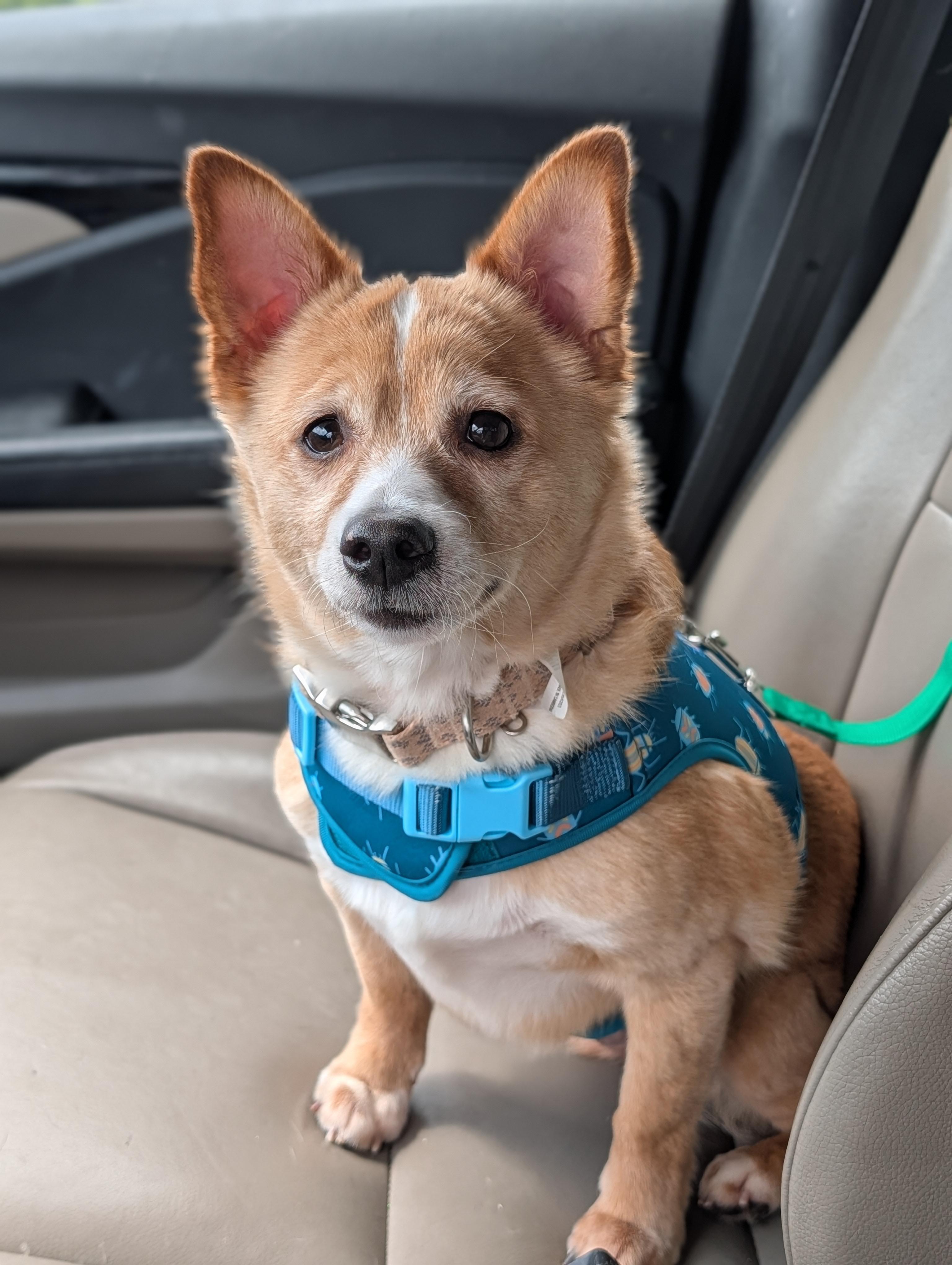 Enlarge Chubbs, a Adoptable mixed breed in Baton Rouge, LA image 4/6