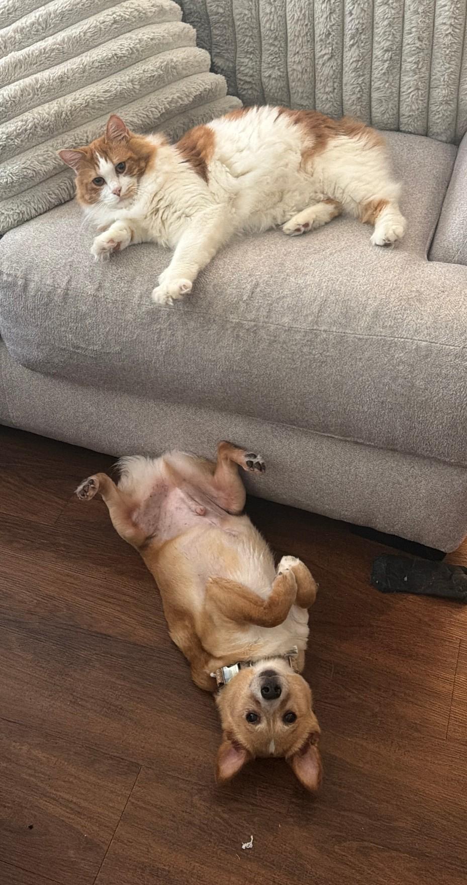 Enlarge Chubbs, a Adoptable mixed breed in Baton Rouge, LA image 6/6