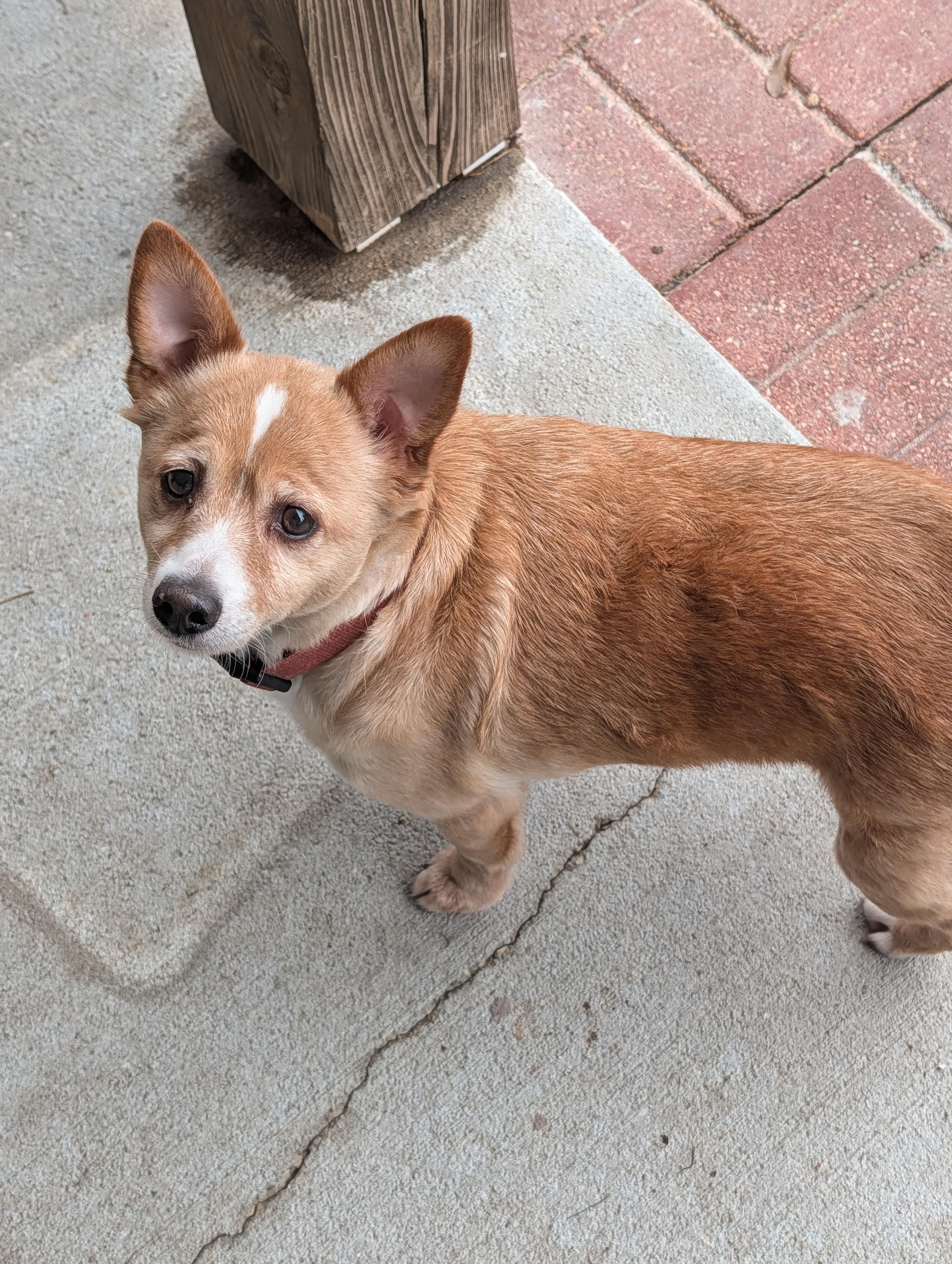 Enlarge Chubbs, a Adoptable mixed breed in Baton Rouge, LA image 2/6