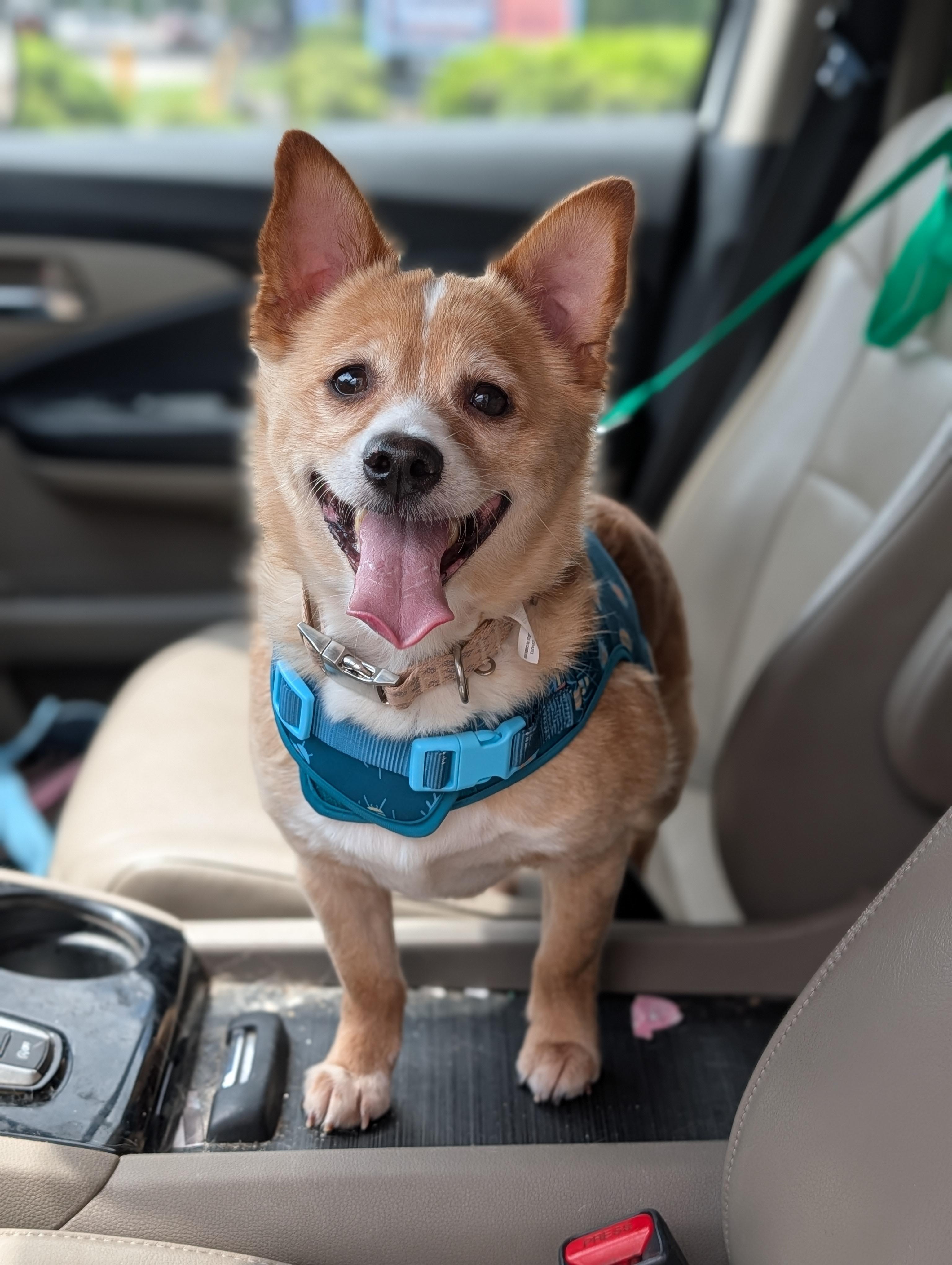 Enlarge Chubbs, a Adoptable mixed breed in Baton Rouge, LA image 3/6