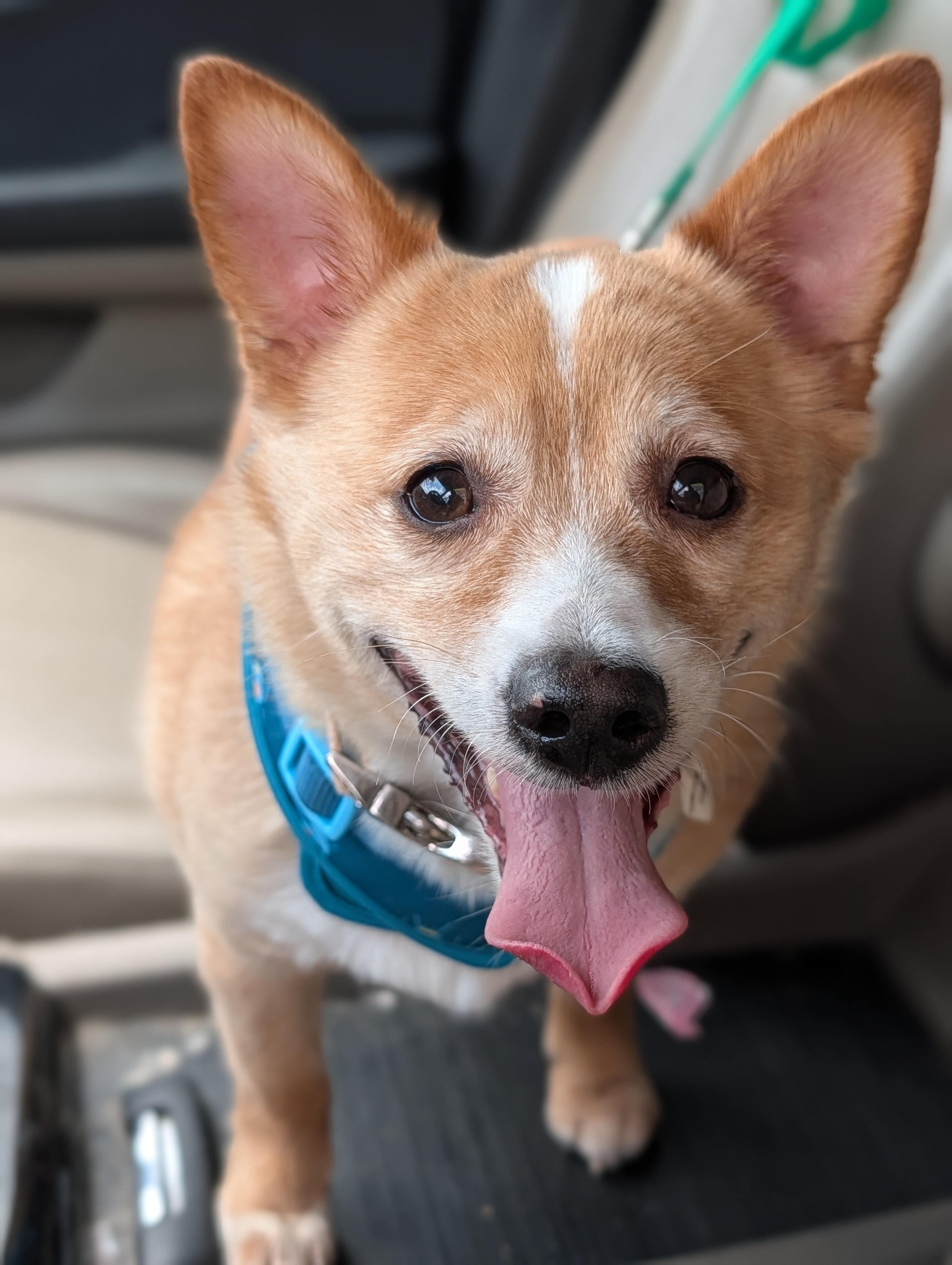 Enlarge Chubbs, a Adoptable mixed breed in Baton Rouge, LA image 1/6