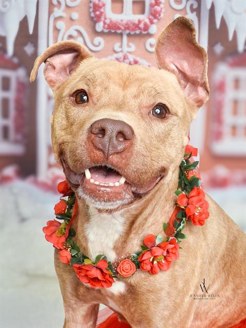 REMI, Adoptable, Adult Female Terrier.