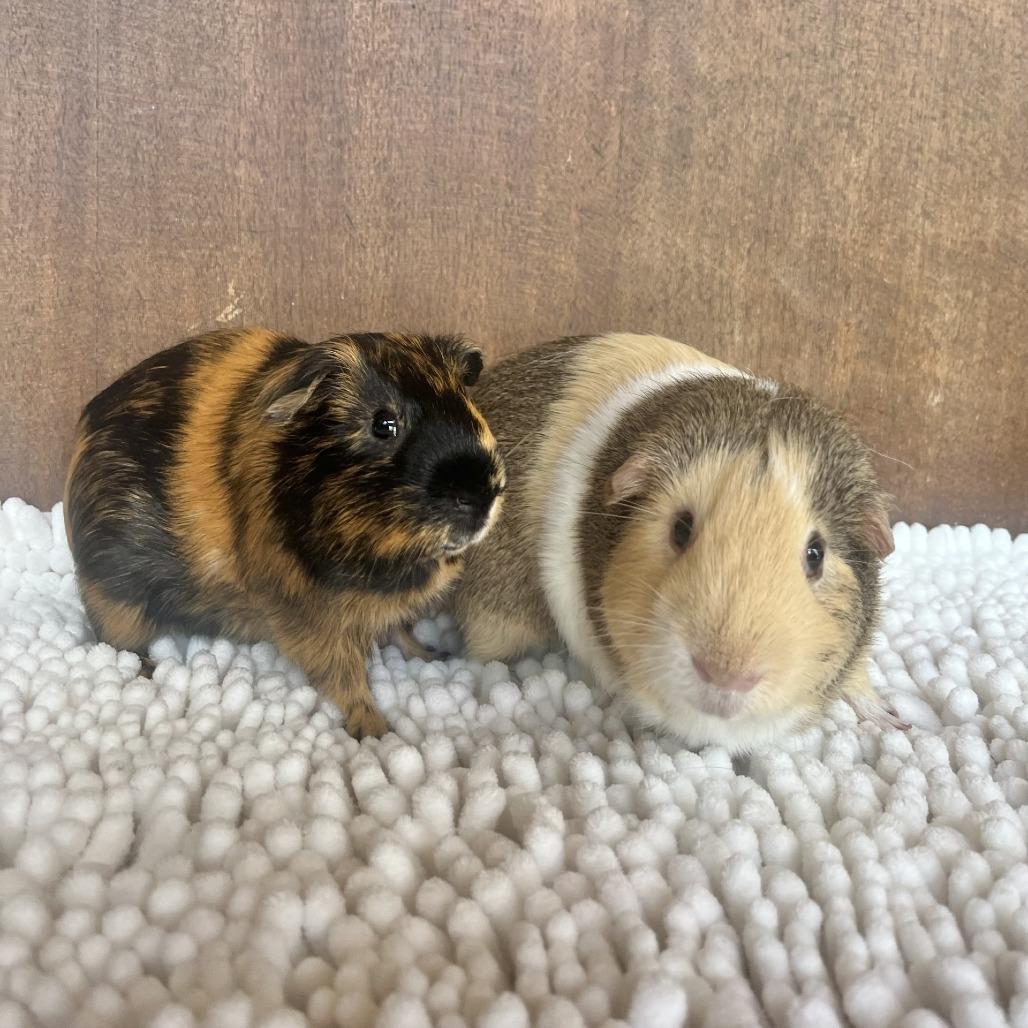 Mr Piggy, Adoptable, Adult Male Guinea Pig.