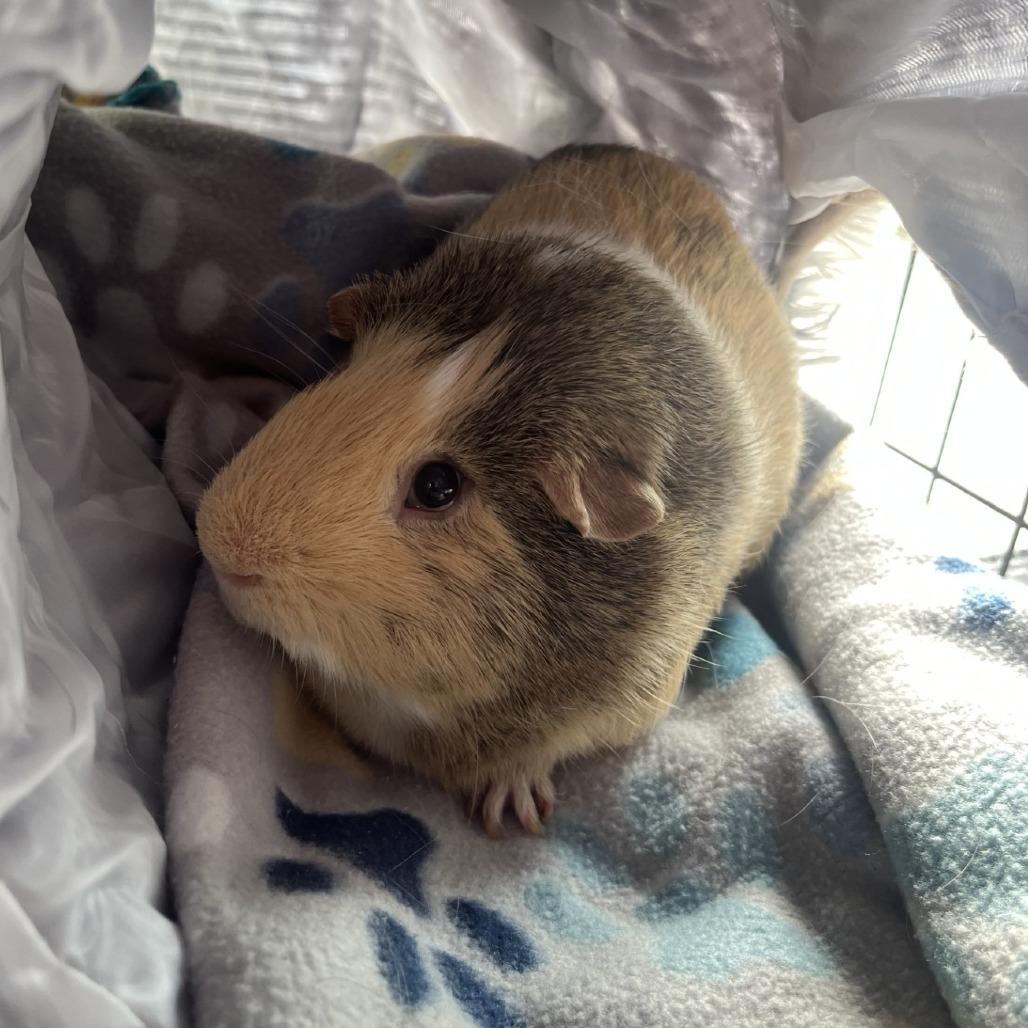 Enlarge Mr Piggy, a Adoptable Guinea Pig in Fredericksburg, TX image 1/1