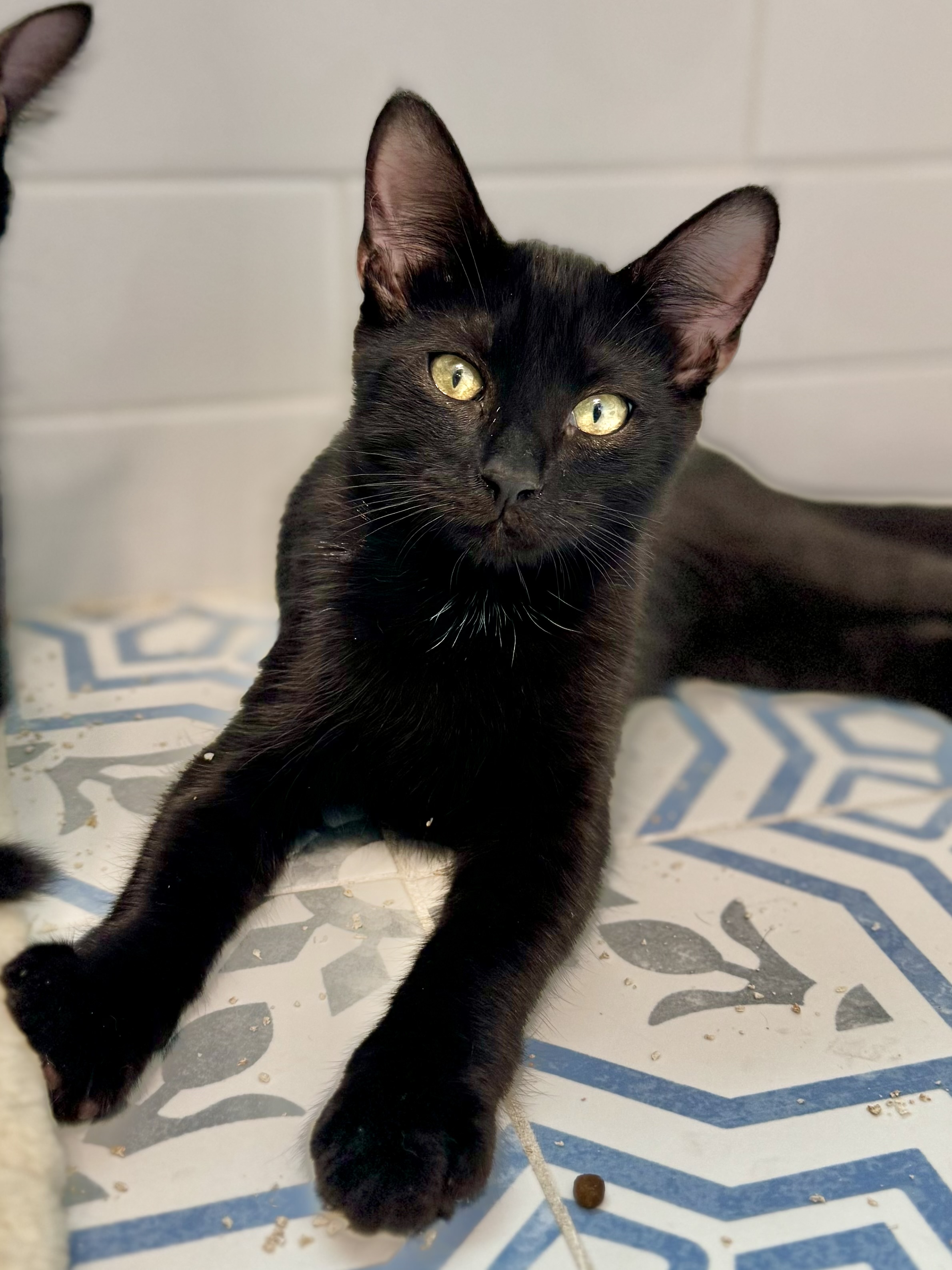 Vampire Bill, Young Male Bombay