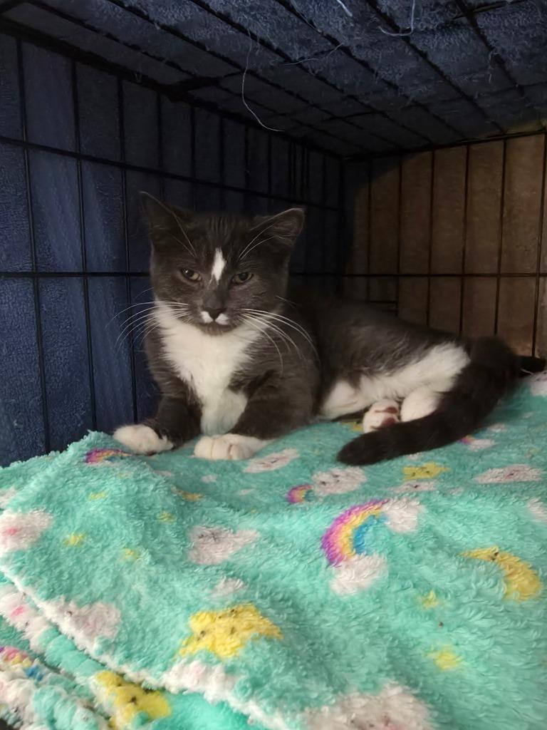 Mandy, Adoptable, Young Female Domestic Short Hair.