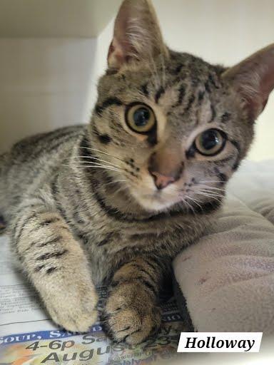 Enlarge Holloway, a ADOPTABLE Domestic Short Hair in Marshall, TX image 1/1