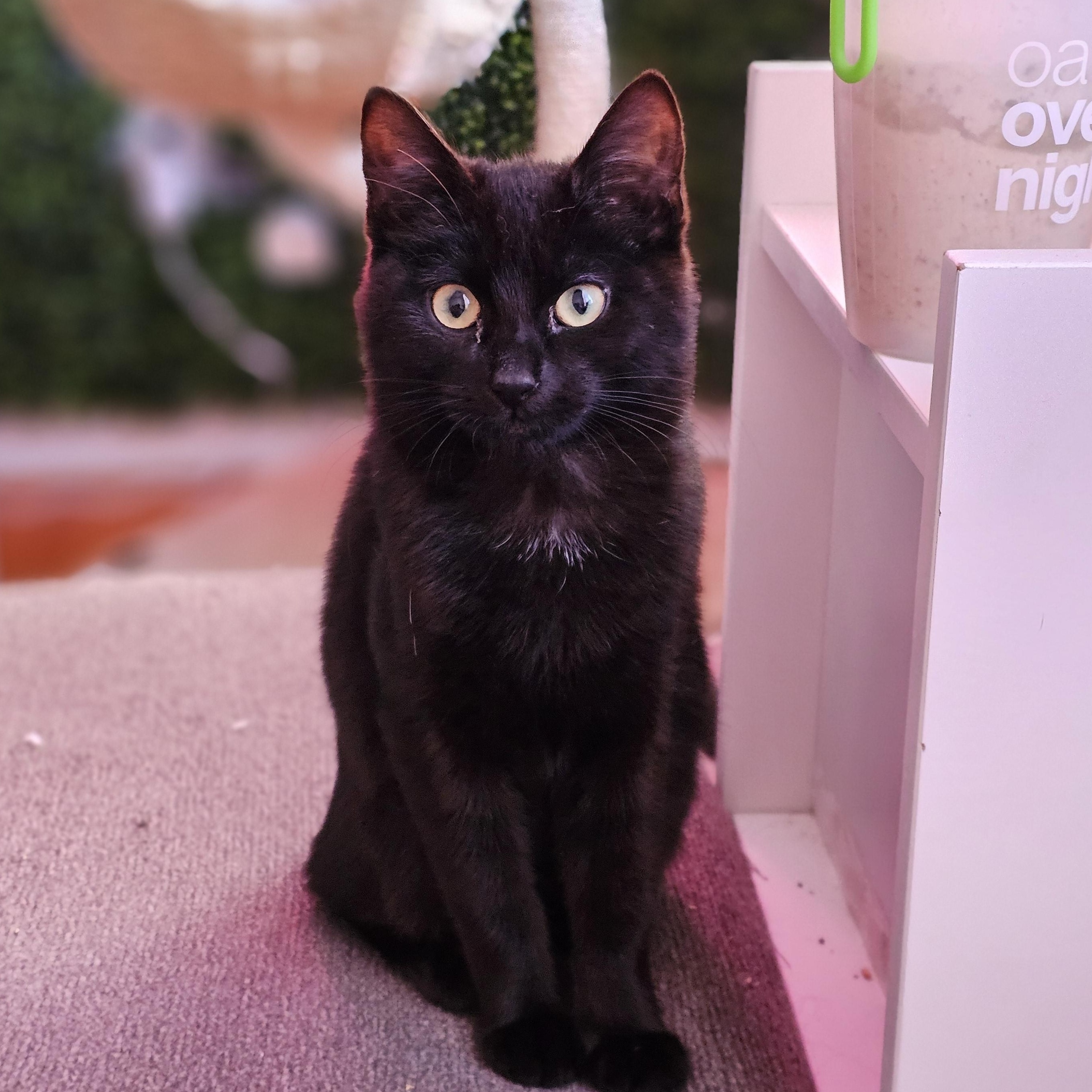 Koi, Adoptable, Kitten Female Domestic Short Hair.