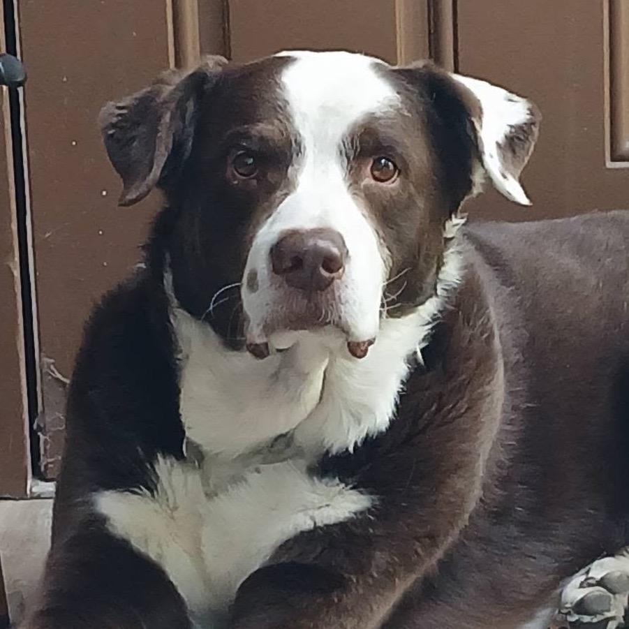 Enlarge Howard, a Adoptable Mixed Breed in Shawnee, KS image 4/6