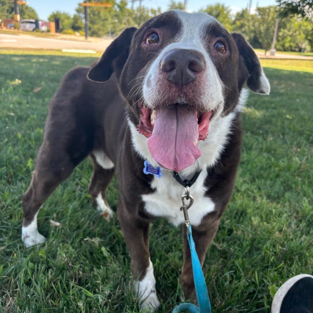 Enlarge Howard, a Adoptable Mixed Breed in Shawnee, KS image 5/6