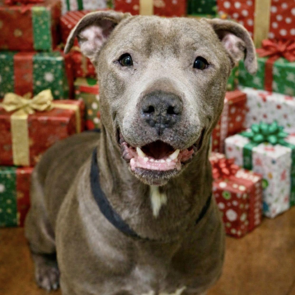 Walter, ADOPTABLE, Senior Male Pit Bull Terrier.