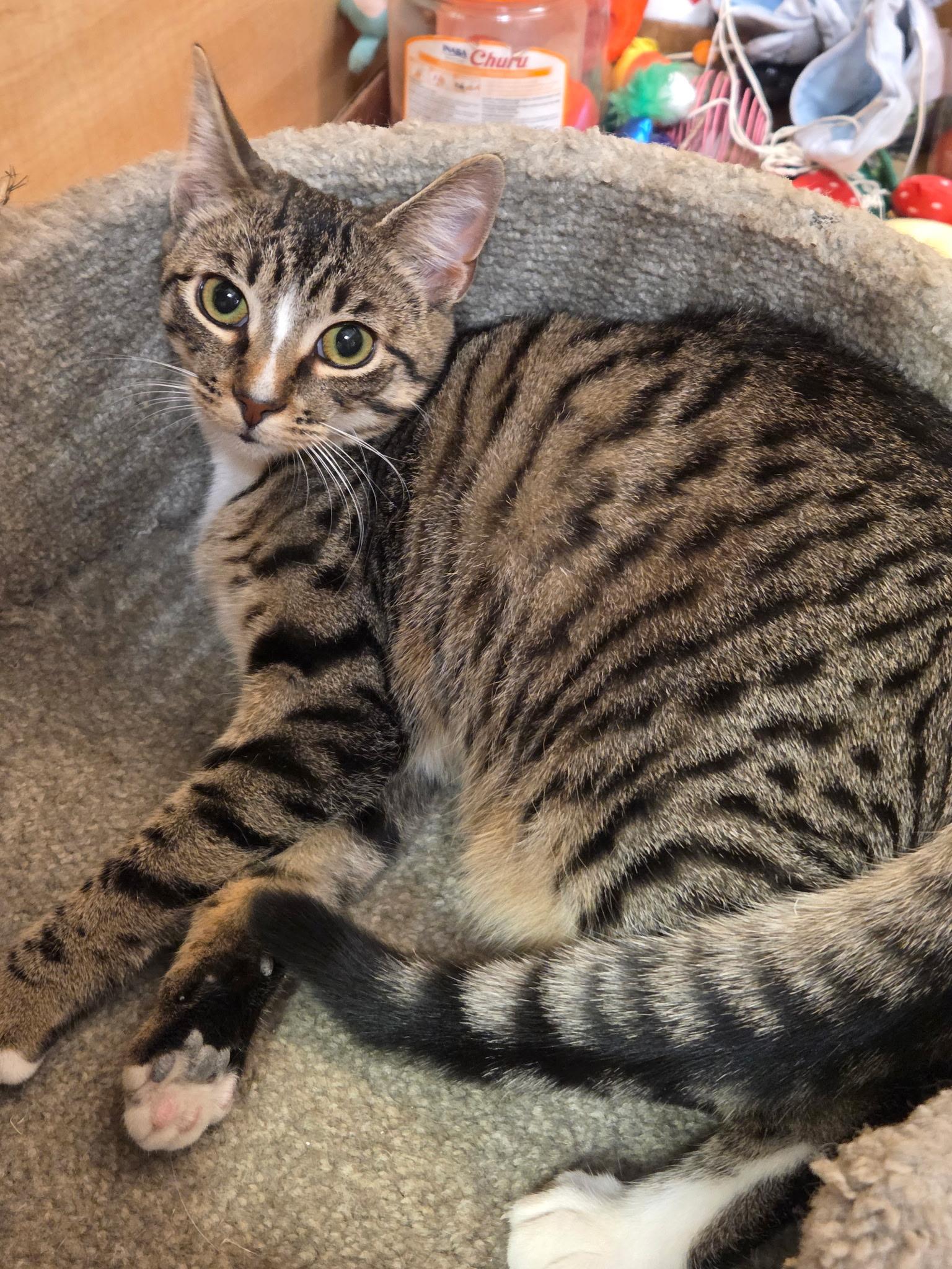 Enlarge Karma, a Adoptable Domestic Short Hair in Turnersville, NJ image 1/4