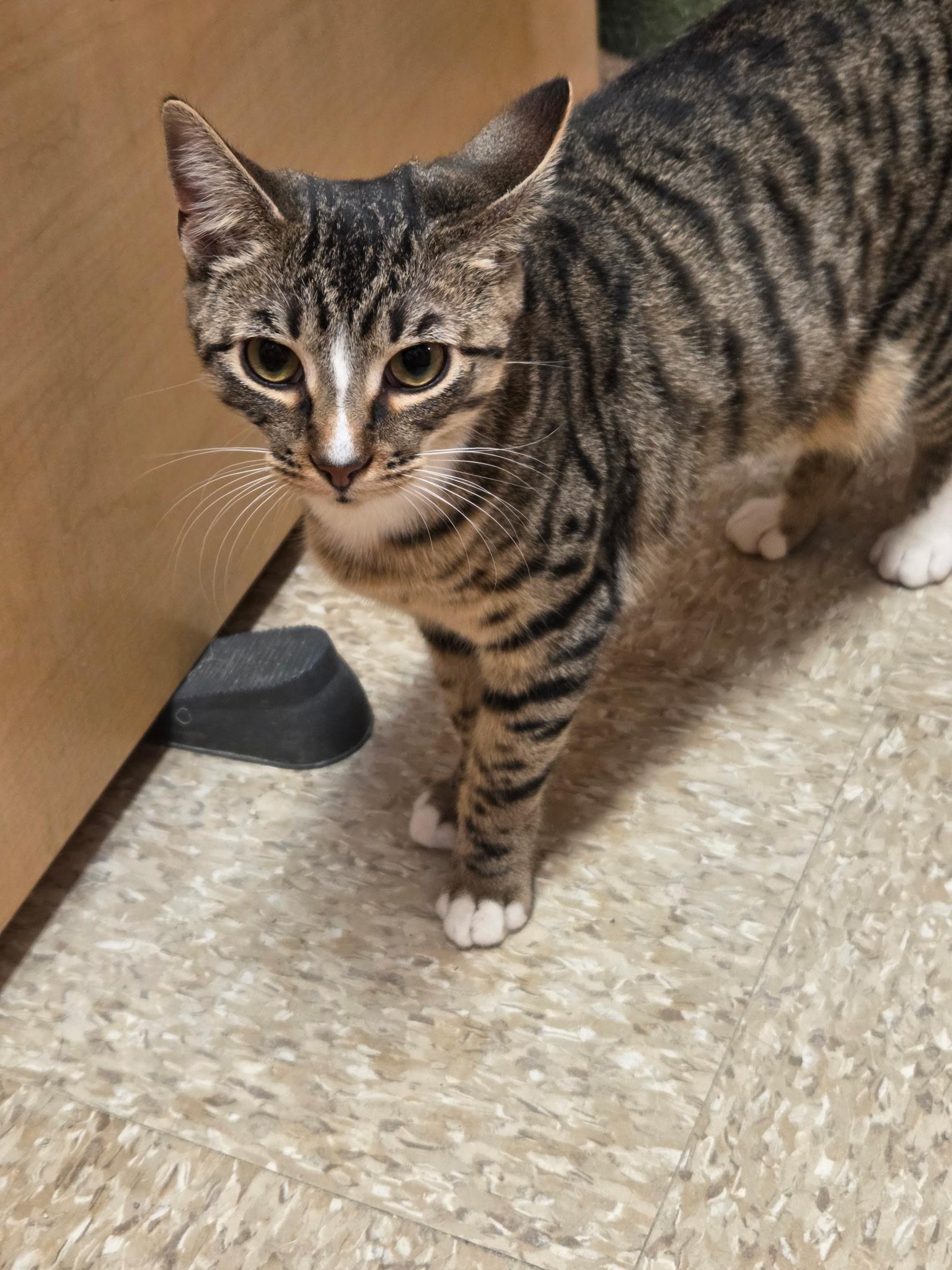 Enlarge Karma, a Adoptable Domestic Short Hair in Turnersville, NJ image 4/4