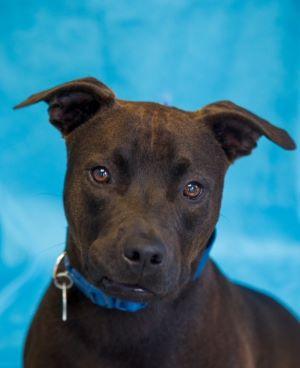 Henry, Adoptable, Young Male American Staffordshire Terrier & Mixed Breed.