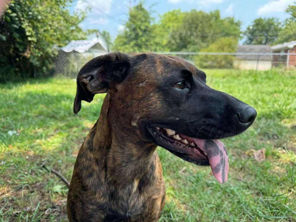 11 momma Heather, Adopted, Adult Female Boxer & Beagle.