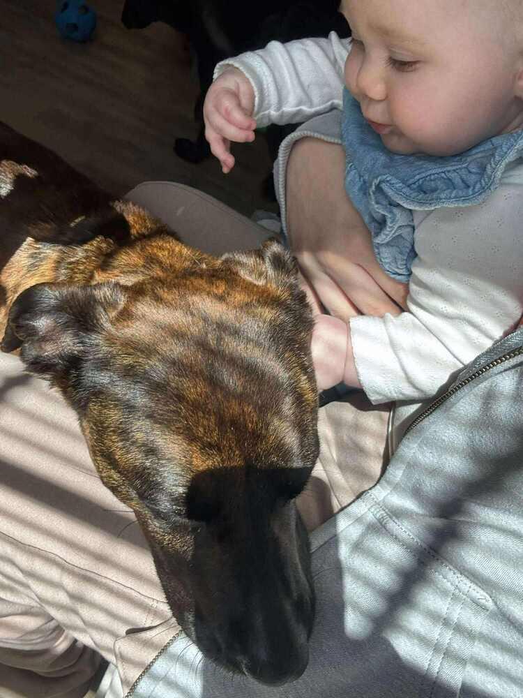 Enlarge 11 momma Heather, a Adopted mixed breed in Aurora, IN image 4/5