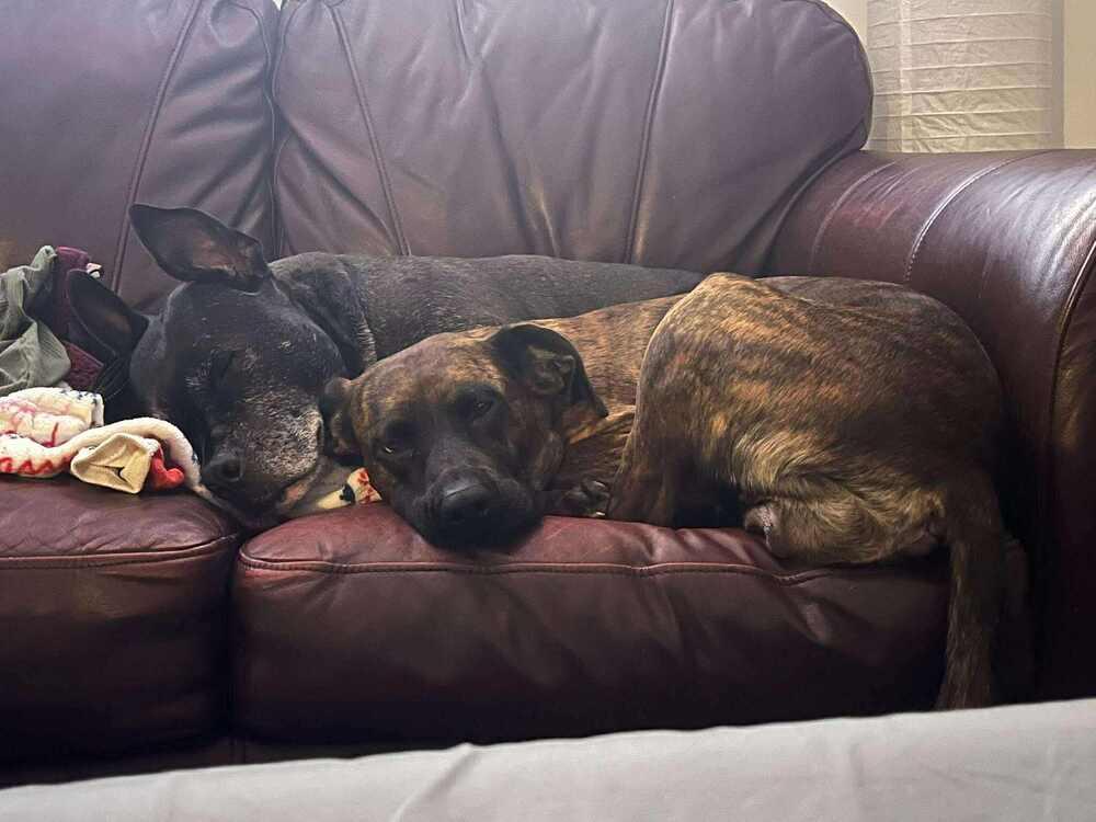 Enlarge 11 momma Heather, a Adopted mixed breed in Aurora, IN image 5/5