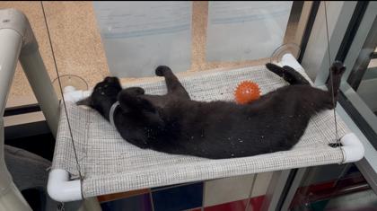 Enlarge Morena FOSTER, a Adoptable Domestic Short Hair in Houston, TX image 1/3