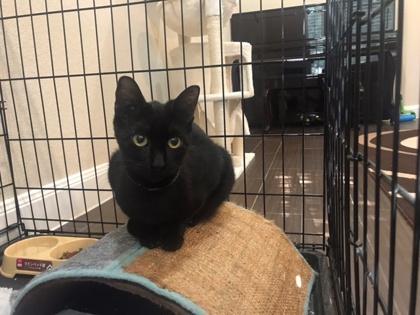 Enlarge Morena FOSTER, a Adoptable Domestic Short Hair in Houston, TX image 3/3