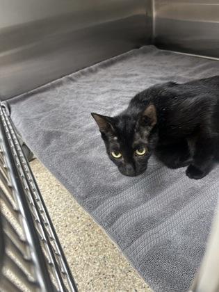 Enlarge Morena FOSTER, a Adoptable Domestic Short Hair in Houston, TX image 2/3