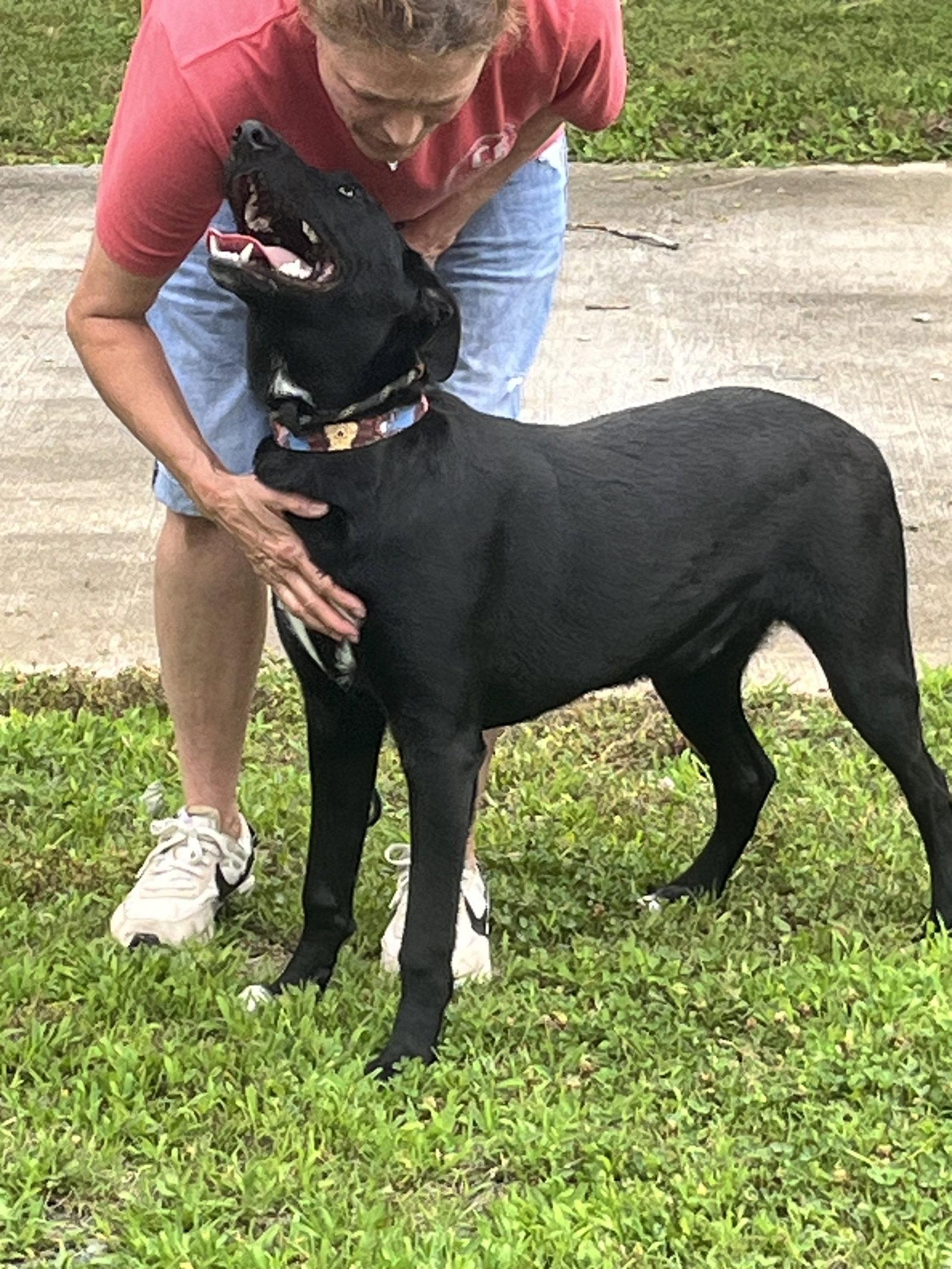 Shep, Adoptable, Young Male Labrador Retriever.