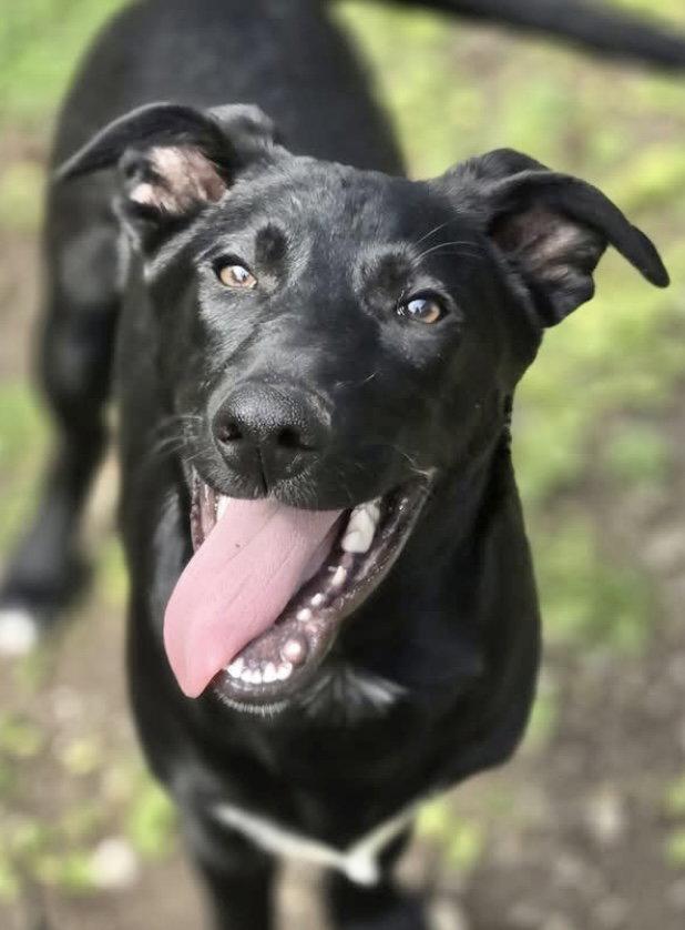 Shep, Adoptable, Young Male Labrador Retriever.