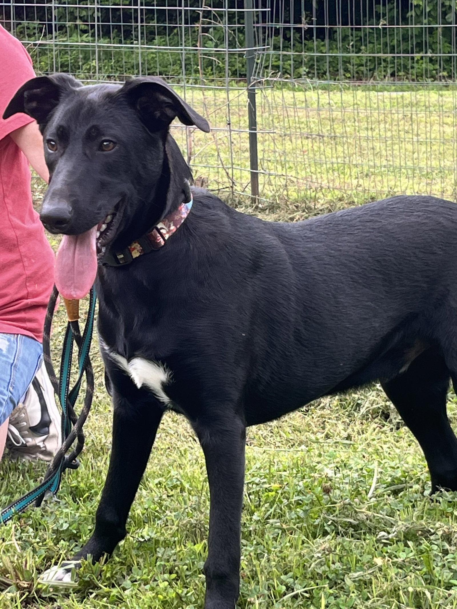 Enlarge Shep, a Adoptable Labrador Retriever in Chatsworth, GA image 3/3
