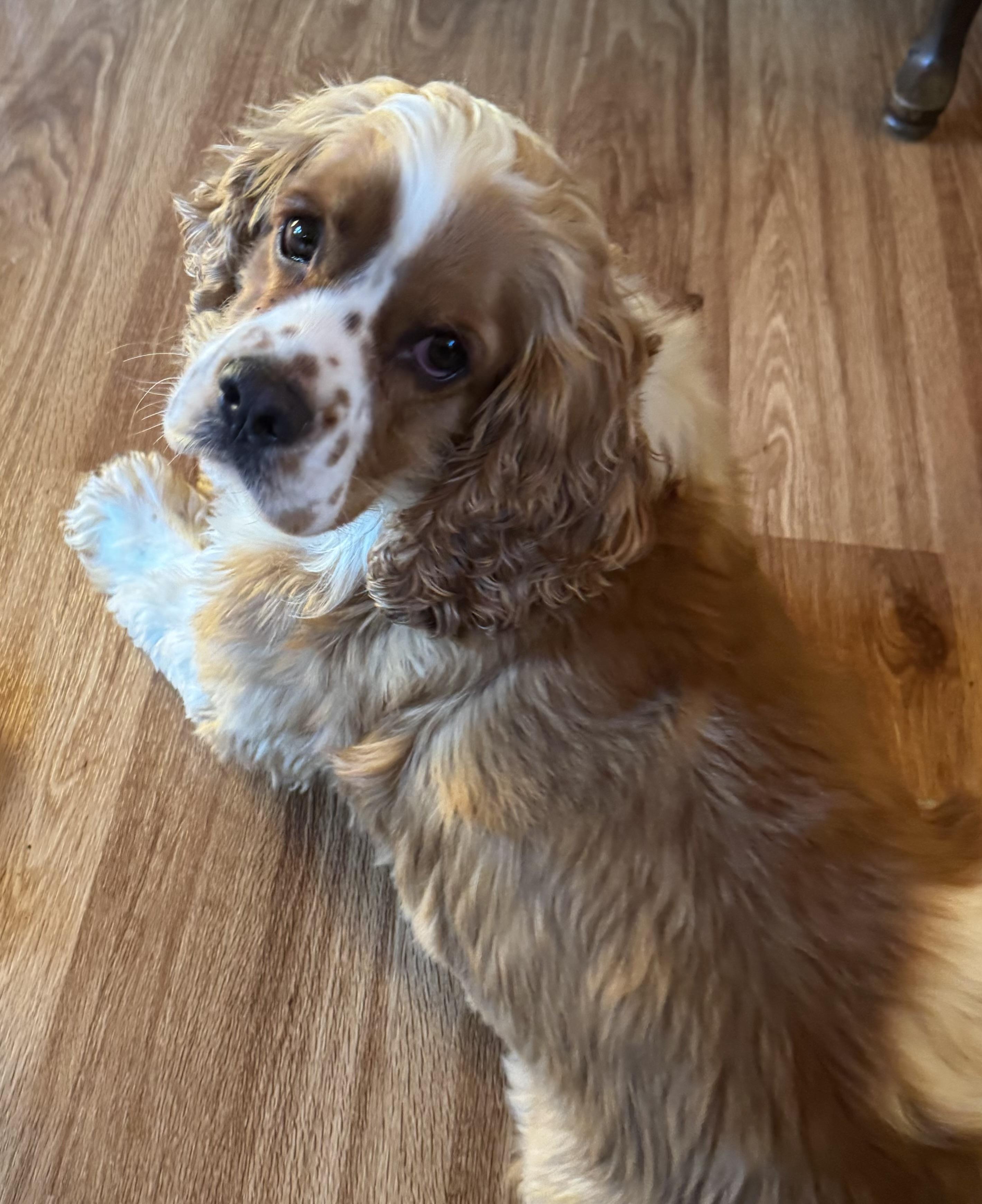 Toby, an adopted Cocker Spaniel in Glenwood City, WI image 3/4