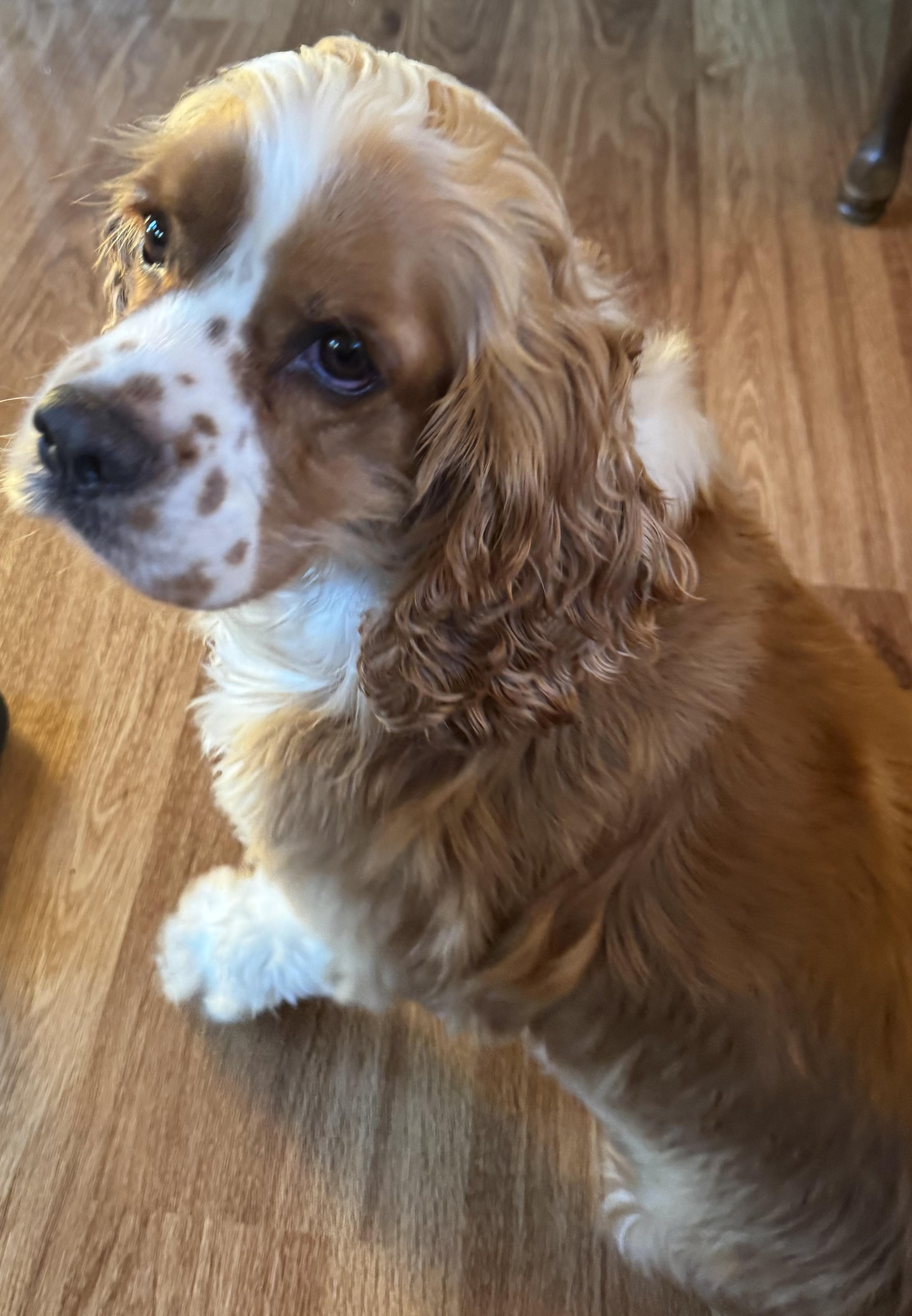 Toby, an adopted Cocker Spaniel in Glenwood City, WI image 2/4