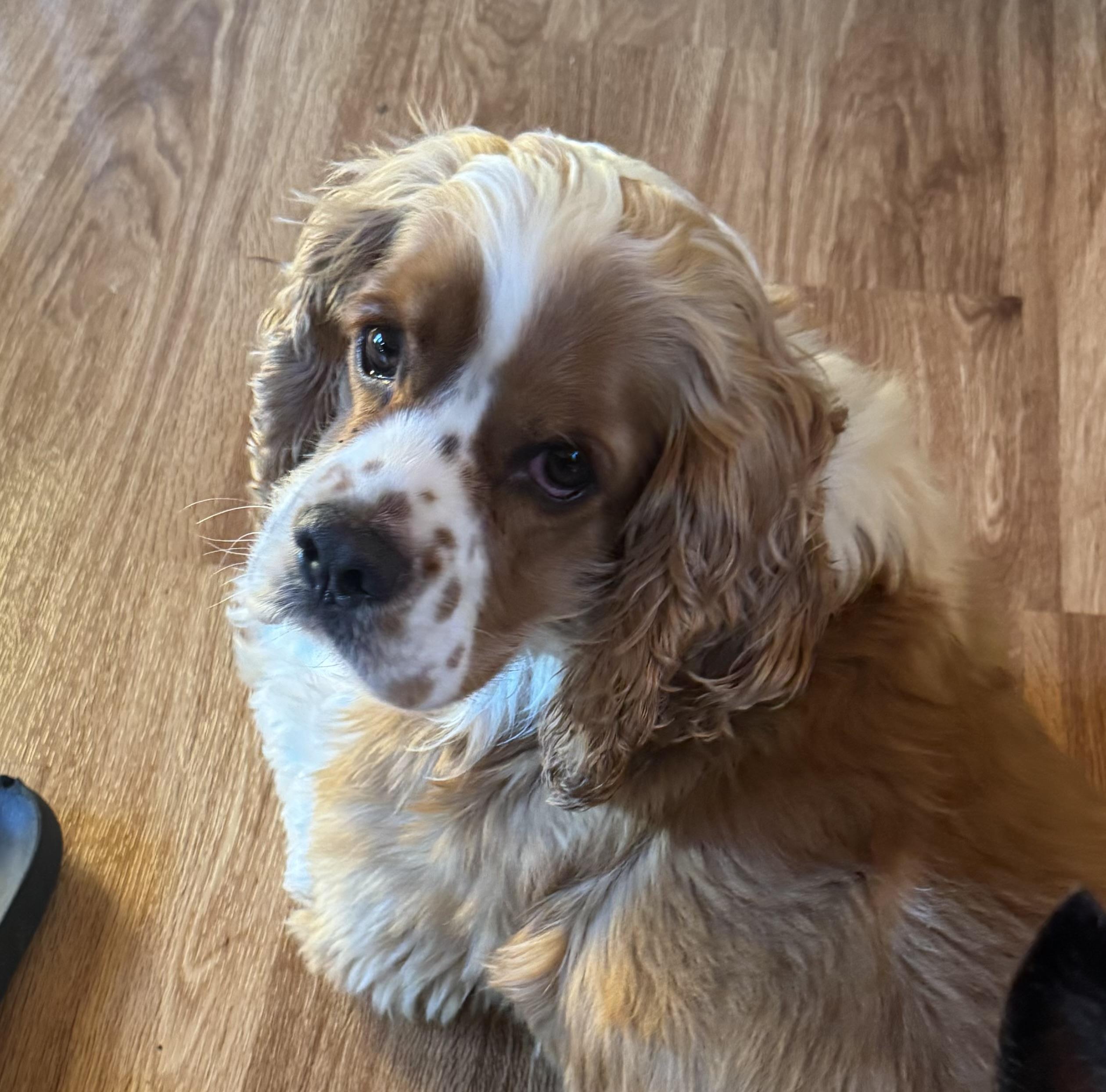 Toby, an adopted Cocker Spaniel in Glenwood City, WI image 4/4