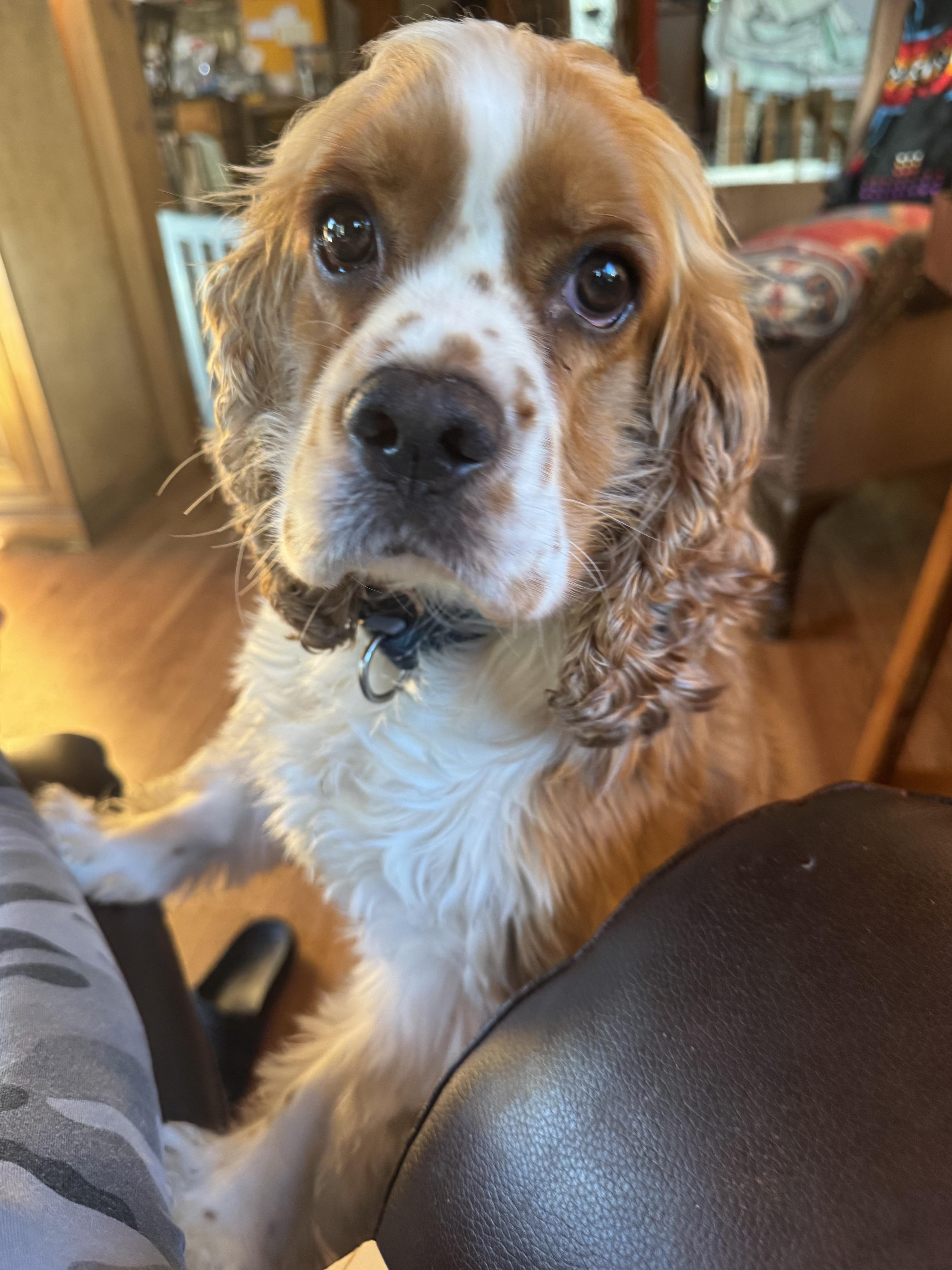 Toby, adopted, Young Male Cocker Spaniel.
