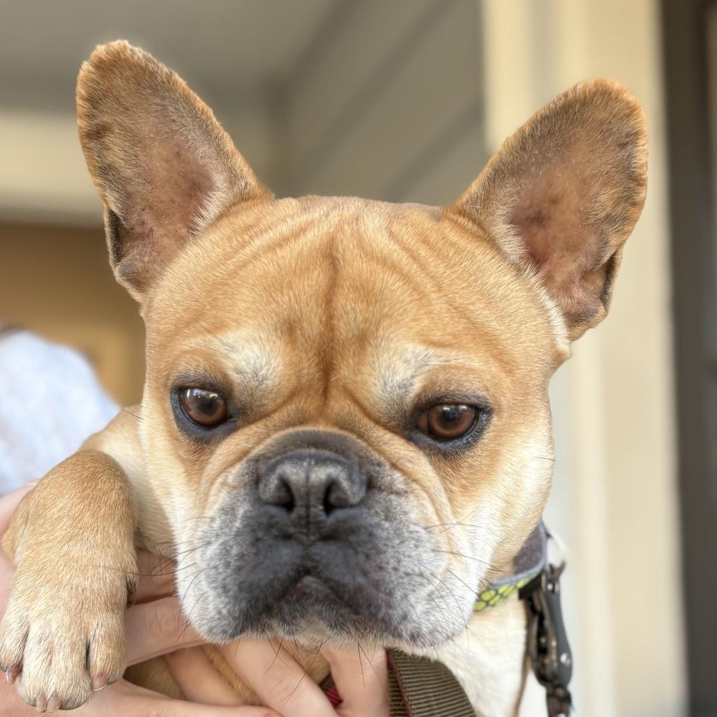 Hoagie, adopted, Adult Male French Bulldog.