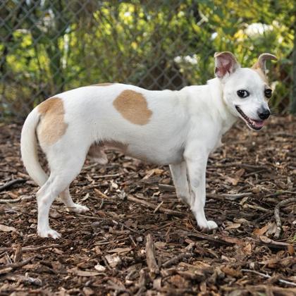 Enlarge Wallace, a Adoptable mixed breed in Largo, FL image 1/3