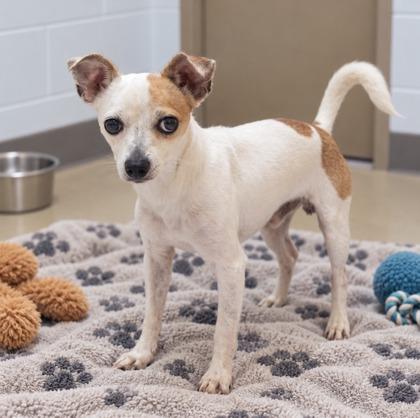 Enlarge Wallace, a Adoptable mixed breed in Largo, FL image 3/3