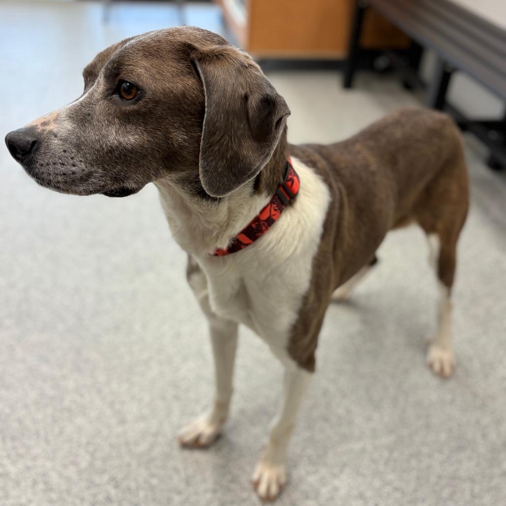 Sir Grey, a ADOPTABLE Mixed Breed in Monticello, IA image 5/6