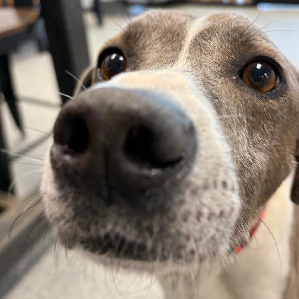 Sir Grey, a ADOPTABLE Mixed Breed in Monticello, IA image 6/6