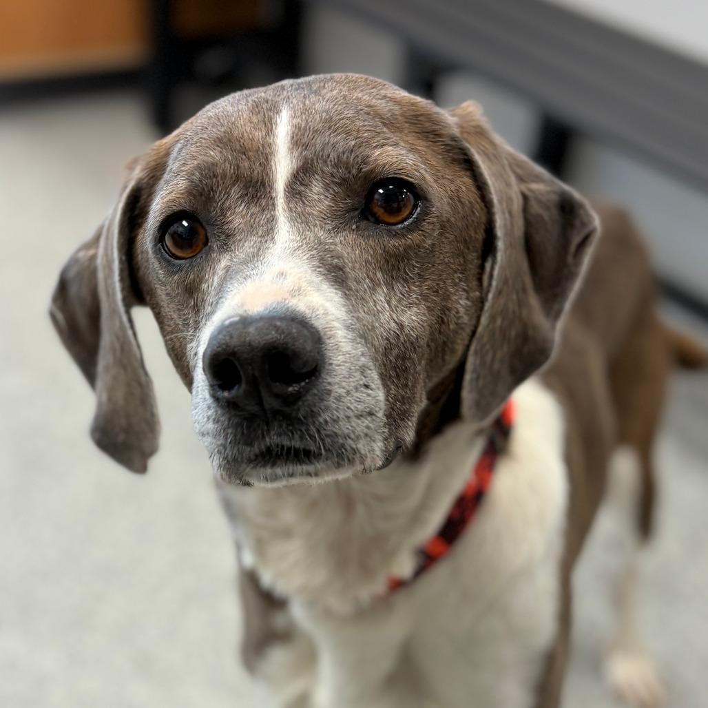 Sir Grey, a ADOPTABLE Mixed Breed in Monticello, IA image 1/6