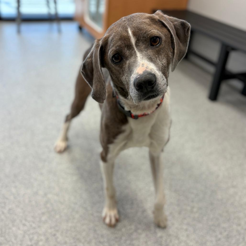 Sir Grey, a ADOPTABLE Mixed Breed in Monticello, IA image 4/6