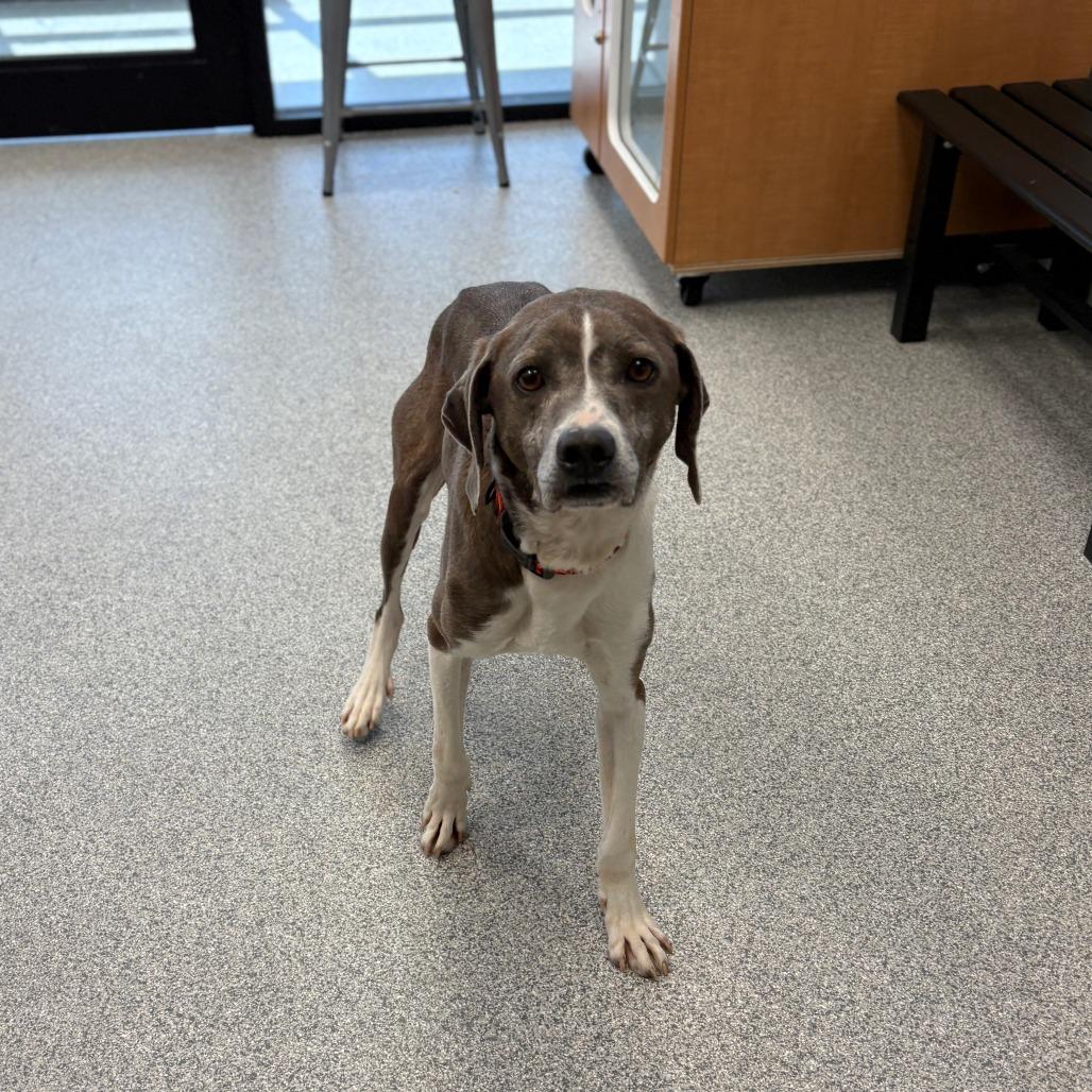 Sir Grey, a ADOPTABLE Mixed Breed in Monticello, IA image 2/6