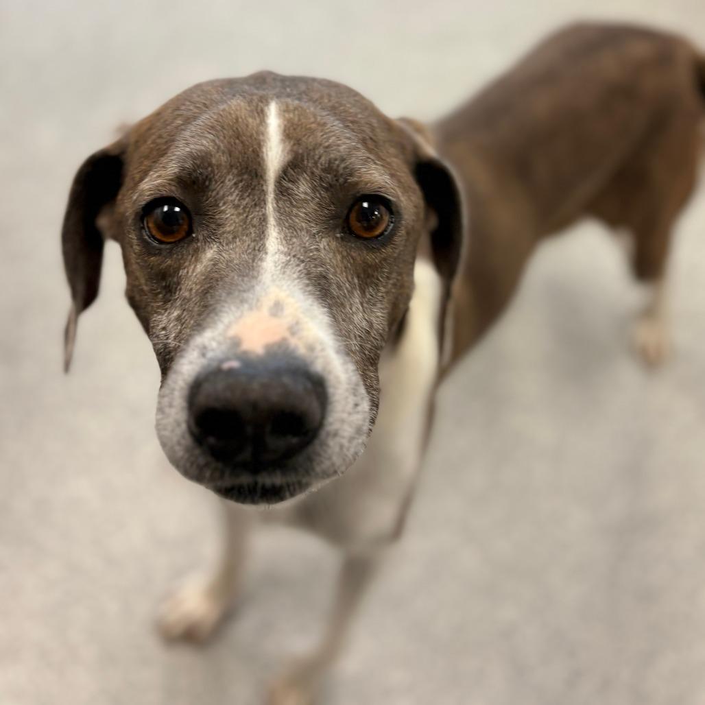 Sir Grey, a ADOPTABLE Mixed Breed in Monticello, IA image 3/6