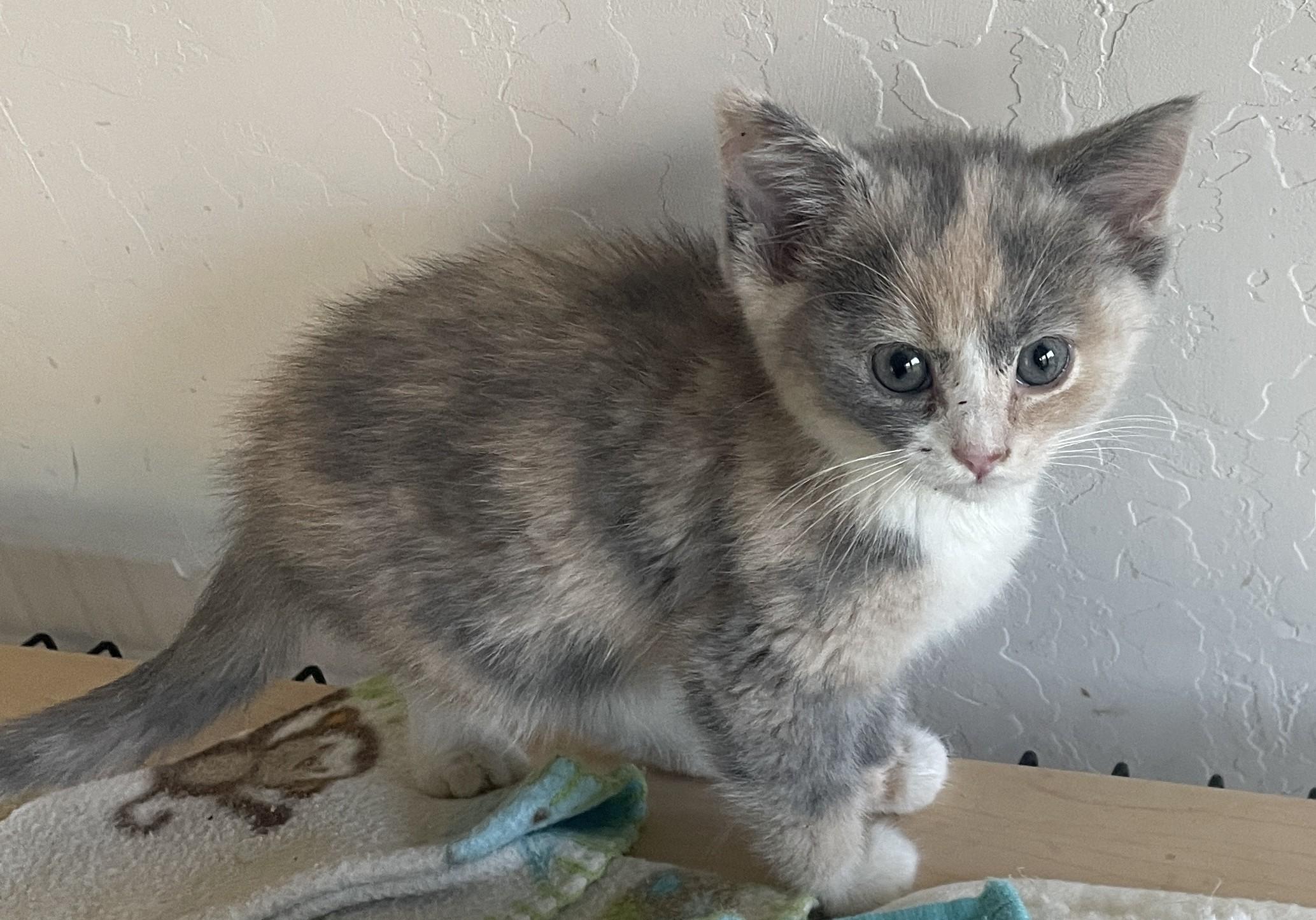 Patty, adopted, Kitten Female Domestic Short Hair.