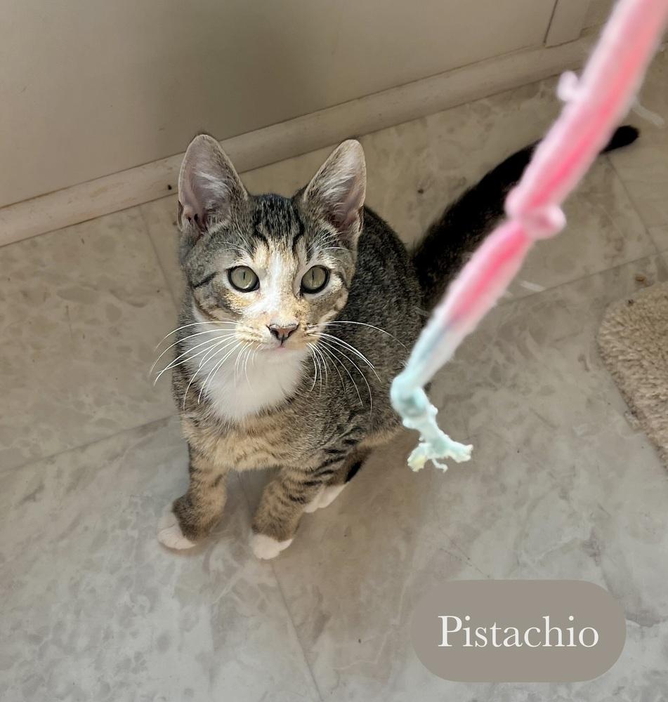 Enlarge Pistachio, a Adoptable Domestic Short Hair in Chalfont, PA image 4/6