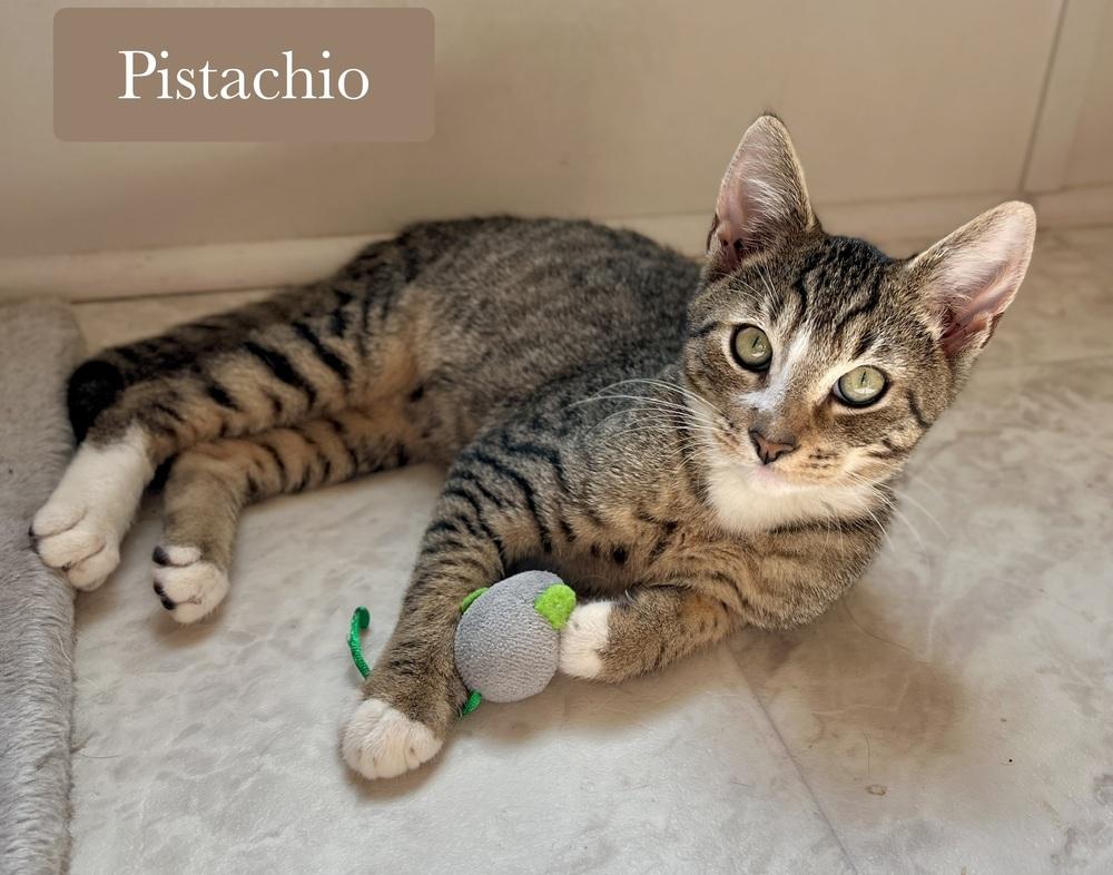 Enlarge Pistachio, a Adoptable Domestic Short Hair in Chalfont, PA image 2/6