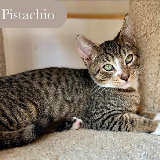 Enlarge Pistachio, a Adoptable Domestic Short Hair in Chalfont, PA image 1/6