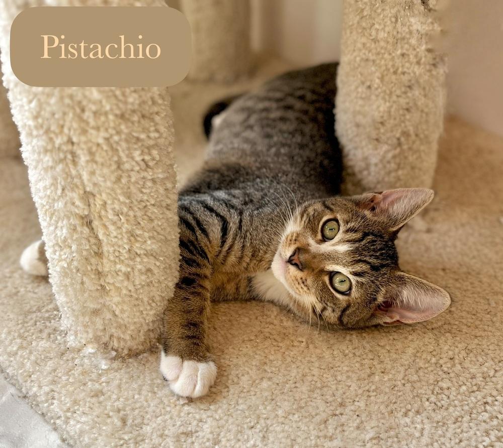 Enlarge Pistachio, a Adoptable Domestic Short Hair in Chalfont, PA image 3/6