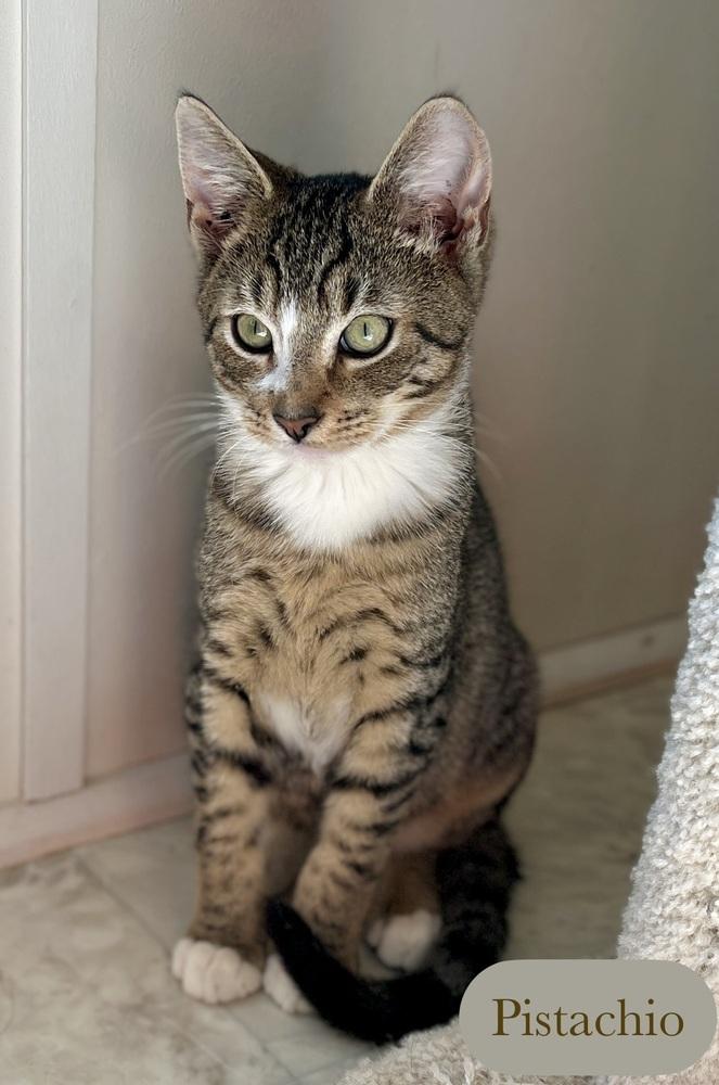 Enlarge Pistachio, a Adoptable Domestic Short Hair in Chalfont, PA image 5/6