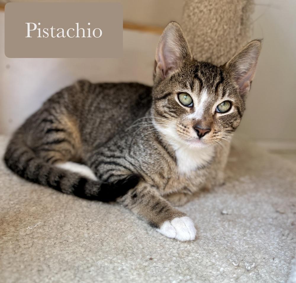 Enlarge Pistachio, a Adoptable Domestic Short Hair in Chalfont, PA image 6/6